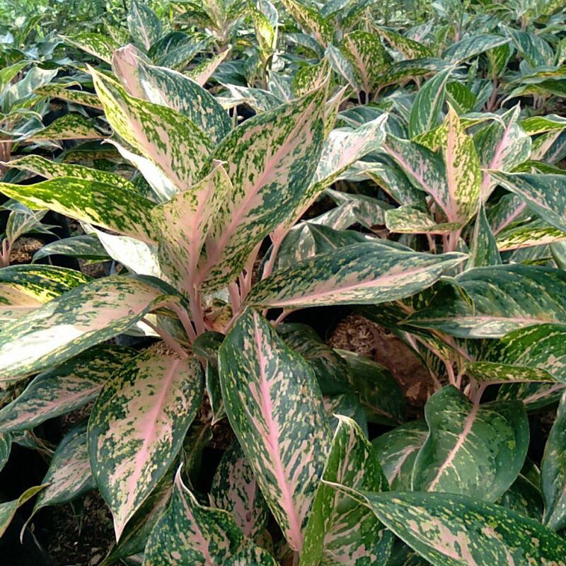 aglonema silver bell remaja