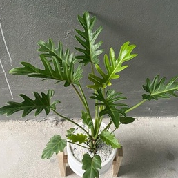 philodendron xanadu