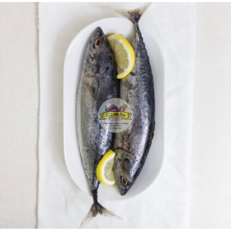

Ikan Tongkol Basah Segar / Fresh