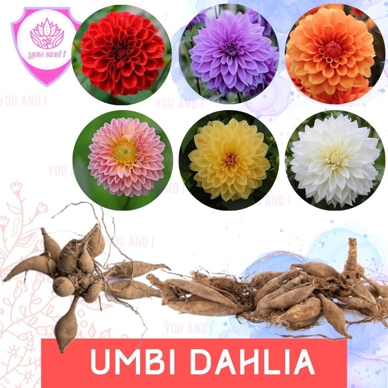 UMBI DAHLIA - Bibit Bunga