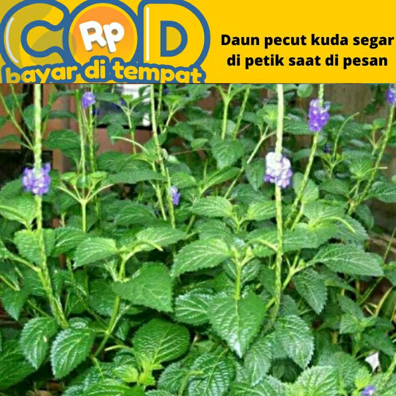 

daun pecut kuda jarong dipetik saat di pesan perlembar