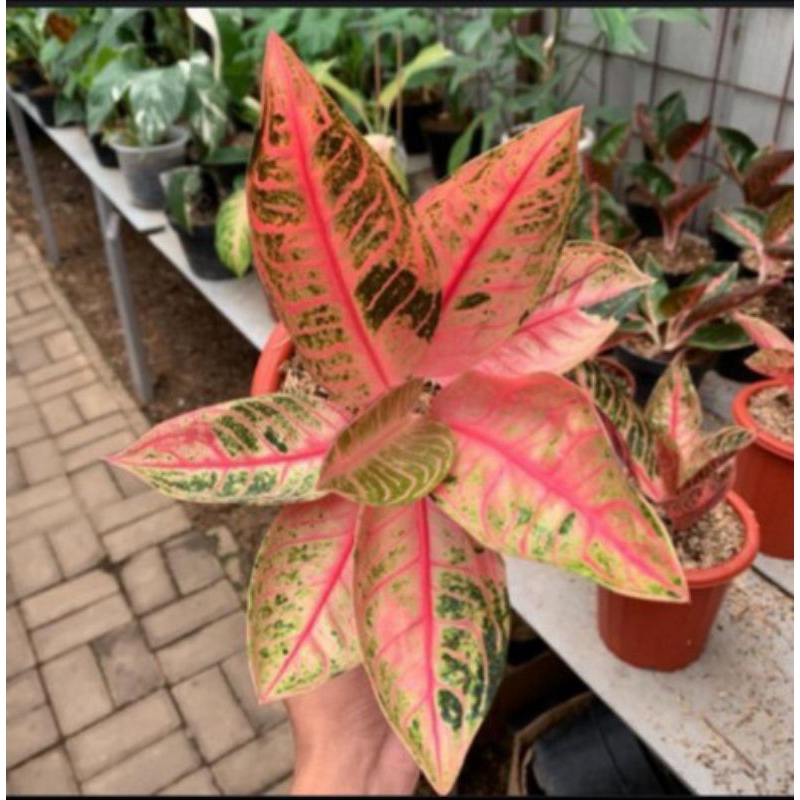 Aglonema Fride Of Sumatra Mutasi / red pos