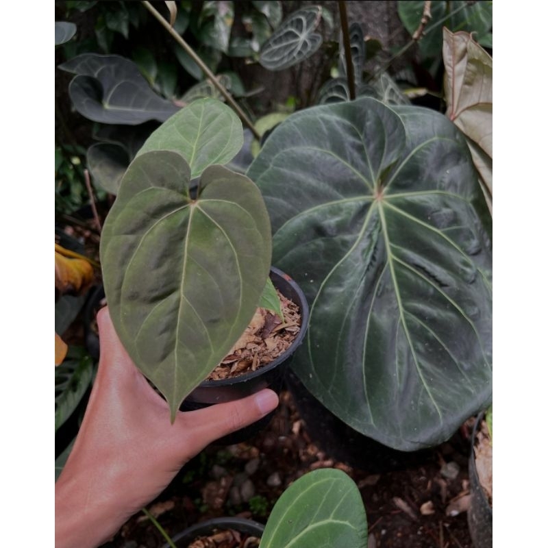 hiasan anth hoffmanii