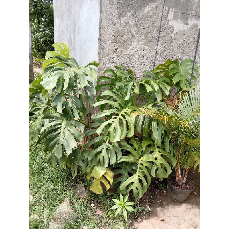 Tanaman hias monstera giant / monstera king 1 daun bibit tanaman hias