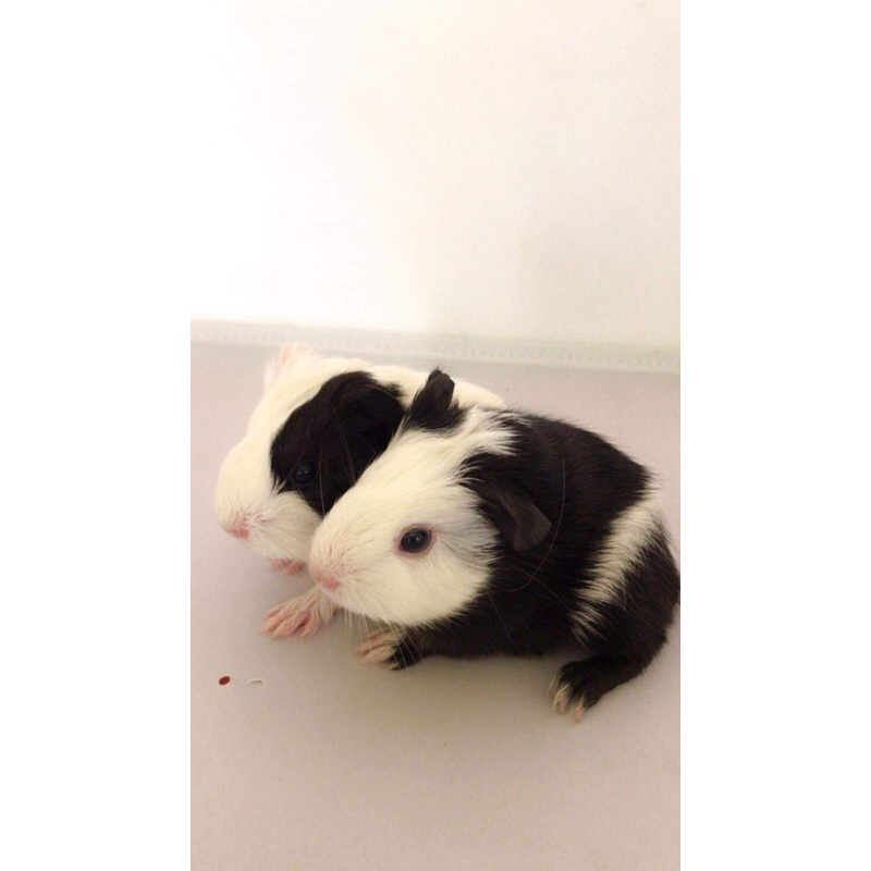 Marmut / Marmut Hias / Guinea Pig / Marmut Peruvian / Marmut Sheba / Marmut Coronet / GP / Marmut Se