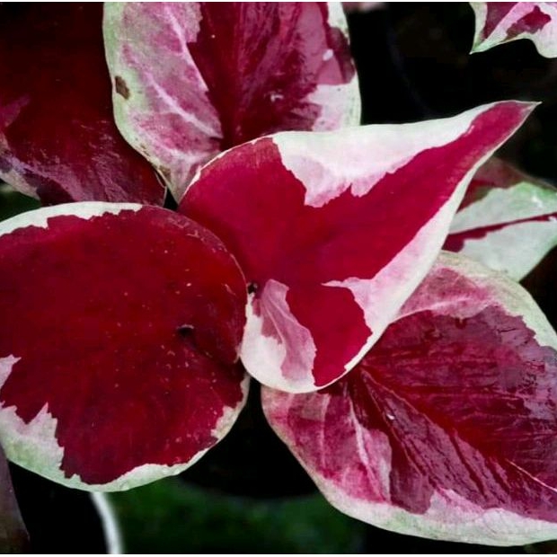 caladium dwi warna original