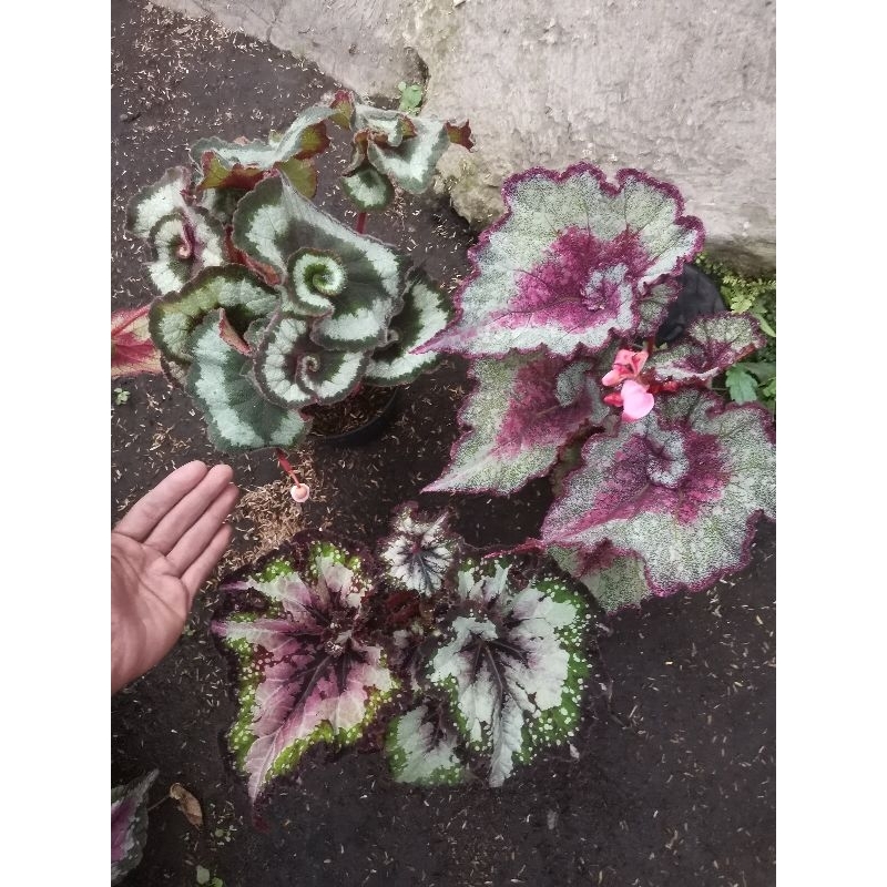 paket hemat 3 begonia size dewasa
