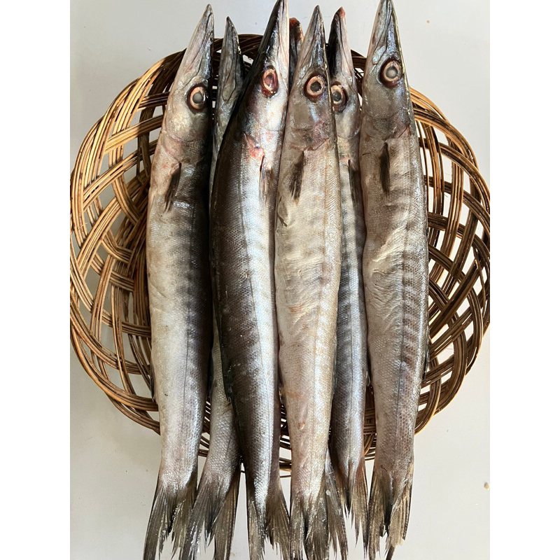 

Ikan Barakuda 1 Kilo
