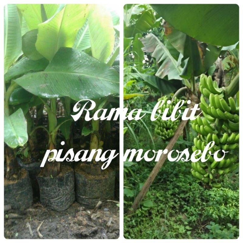 bibit pisang morosebo