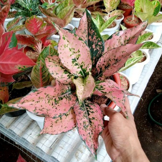 Aglonema komkom new collor daun 7-8-9-10++