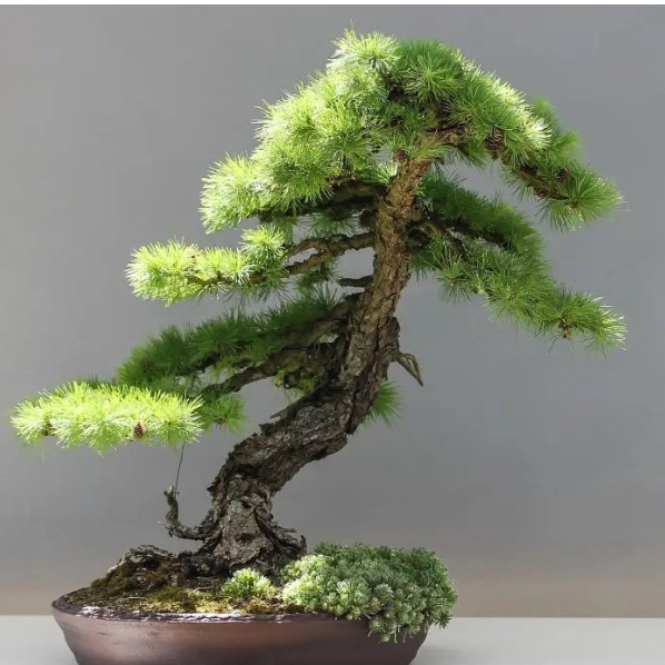Biji Benih Bibit Pohon Bonsai - Tamarack Eastern Larch