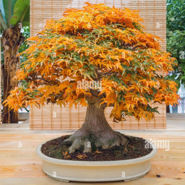 Biji Benih Bibit Pohon Bonsai - Maple Shantung Acer Truncatum