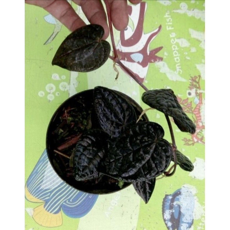 Tanaman sirih hitam asli