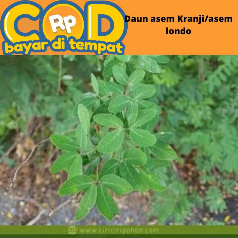 

daun asemkranji/asem londo segar 250 gram