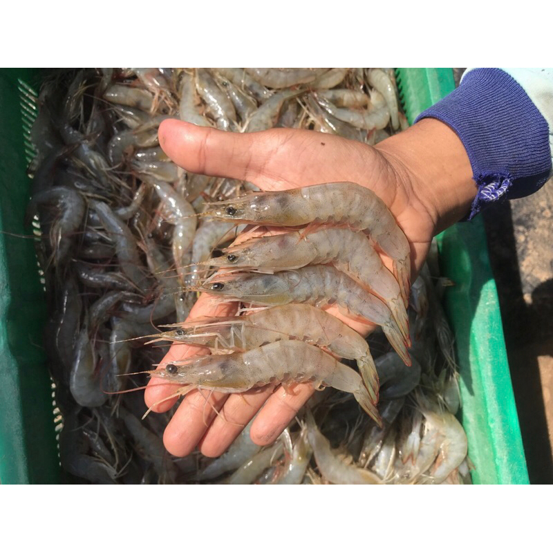 

Udang Vaname Fresh ~250gram