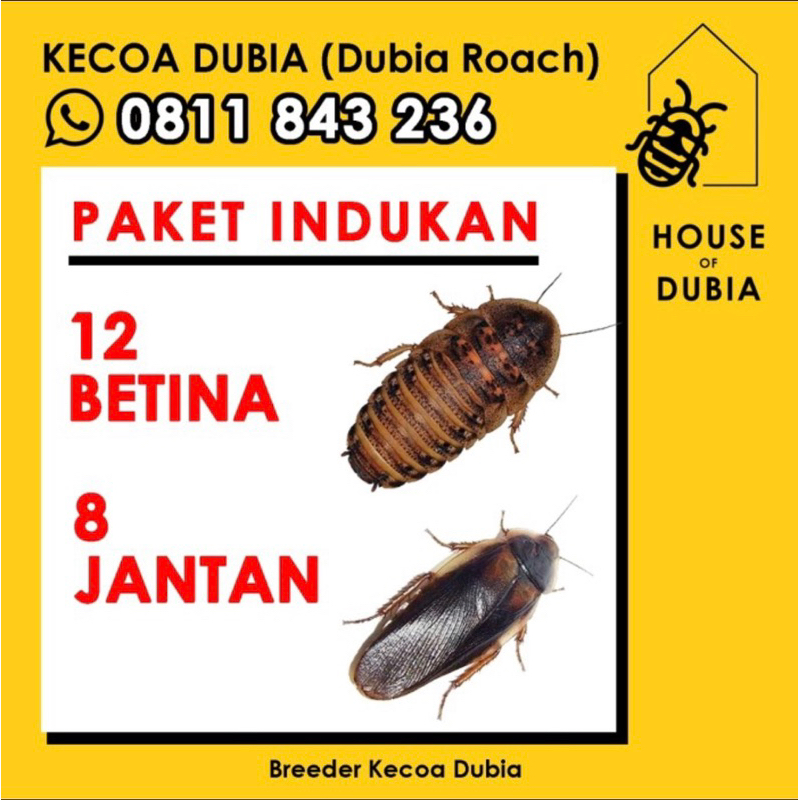Paket Indukan Kecoa Dubia 12 Betina + 8 Jantan | Pakan Reptil | Dubia Roaches