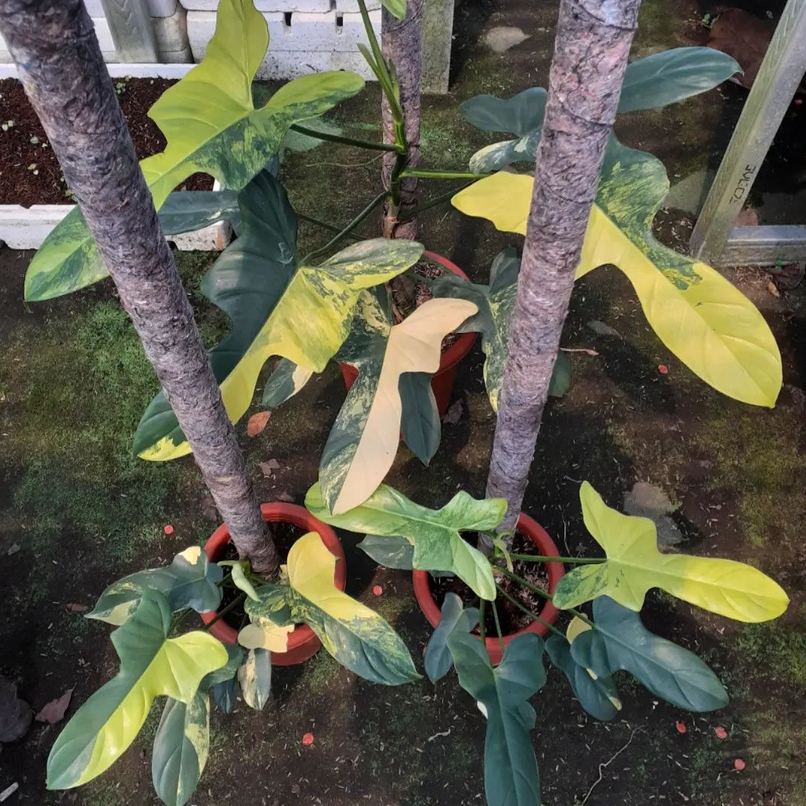 *PROMO* Philodendron Bippenifolium Varigata/ViolinVarigata/Violin Daun Pancing