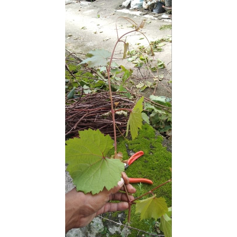 cutting anggur RS kober 5bb dan 125aa 1/2 kg