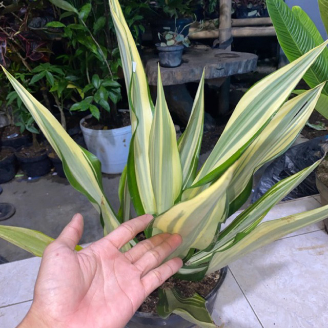 Tanaman Hias Agave Americana remaja & induk