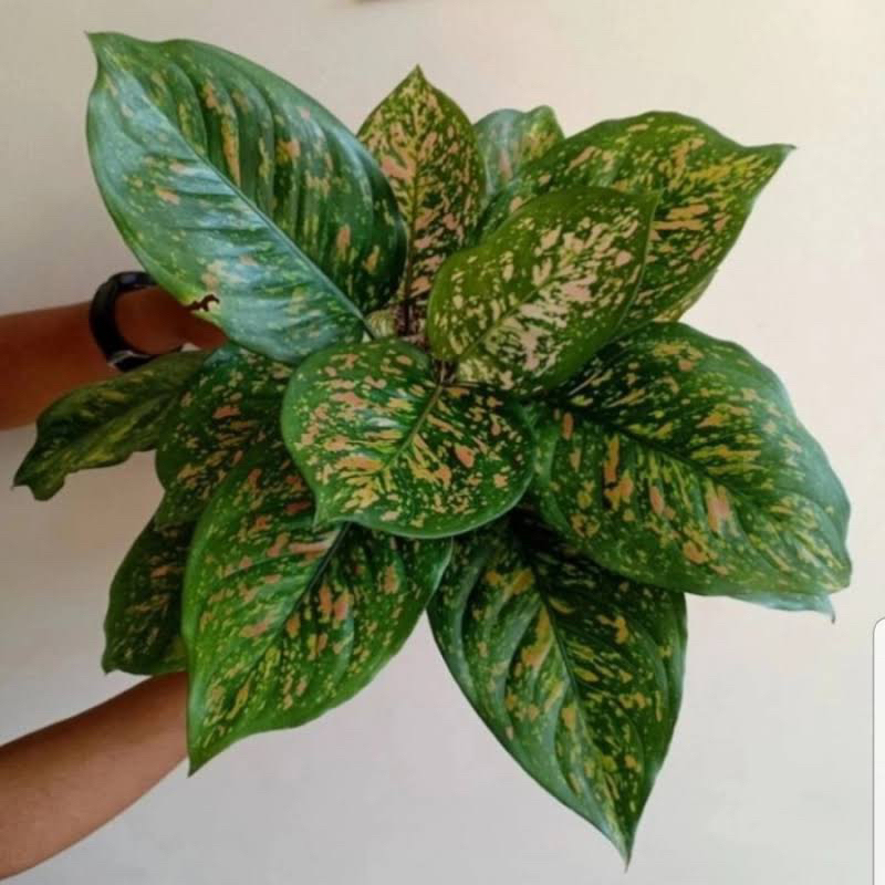 (COD) Aglonema ruby chiang mai / tanaman hidup daun 4-8 daun ruby chiang mai