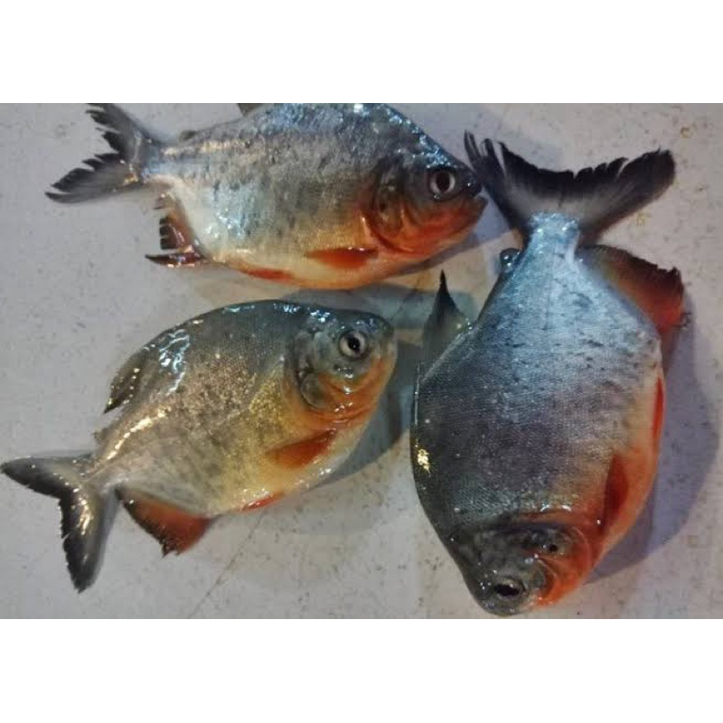 

Ikan Bawal Air Tawar segar 500gr