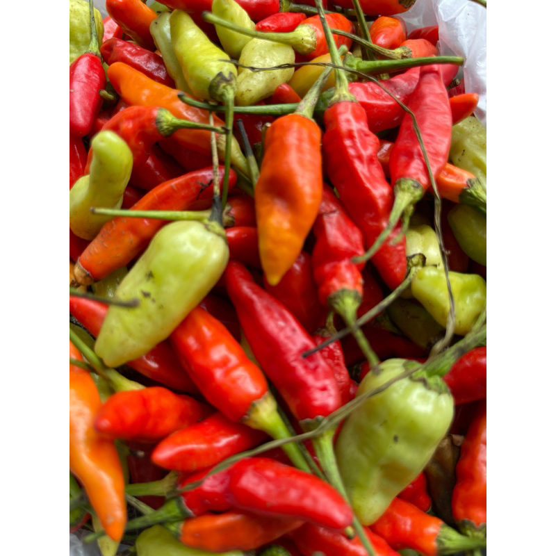 

Cabai Rawit Merah / Cabe Rawit 100 gram