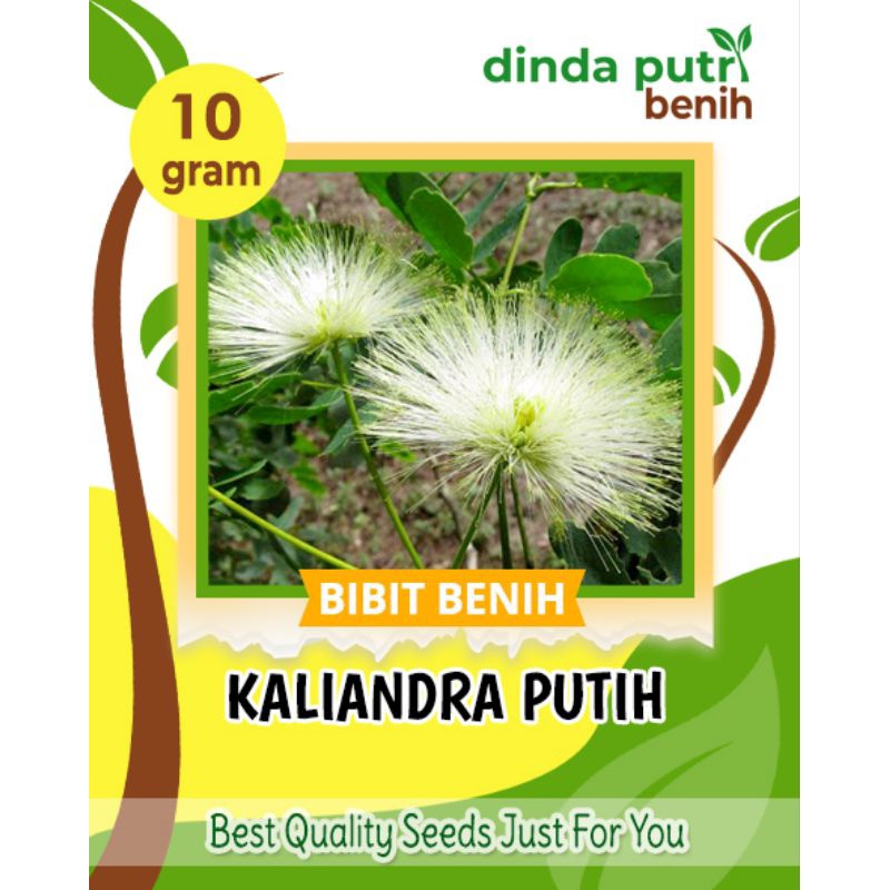 10gram Benih Kaliandra Putih/benih pakan ternak Kaliandra putih