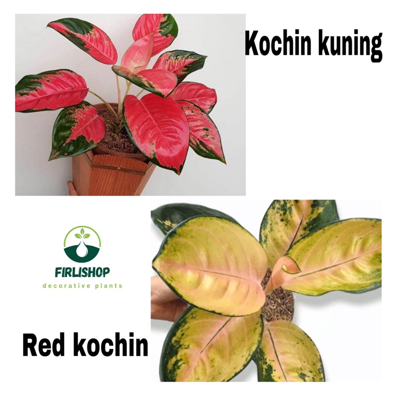 Paket murah 2 Tanaman aglonema Red kochin - Kochin kuning / Pohon hidup tanaman aglonema