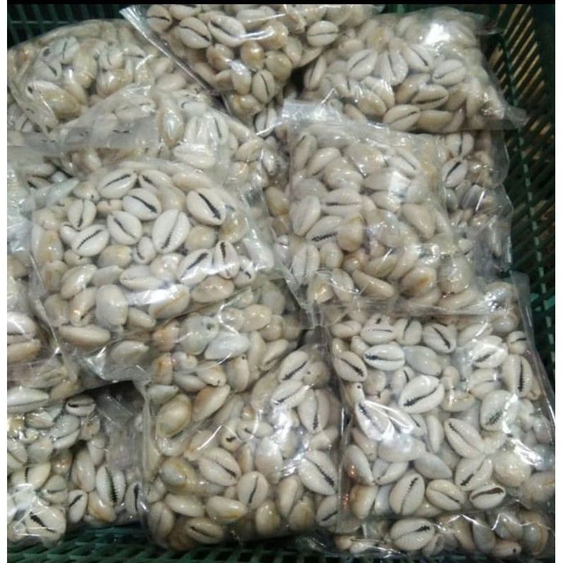 Biji congklak kerang asli kerang kuwuk isi 100 Biji