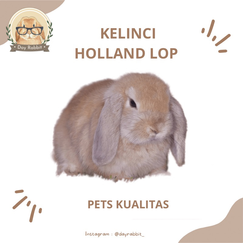 KELINCI HOLLAND LOP KELINCI HIAS MINI HOLLAND LOP PETS Q