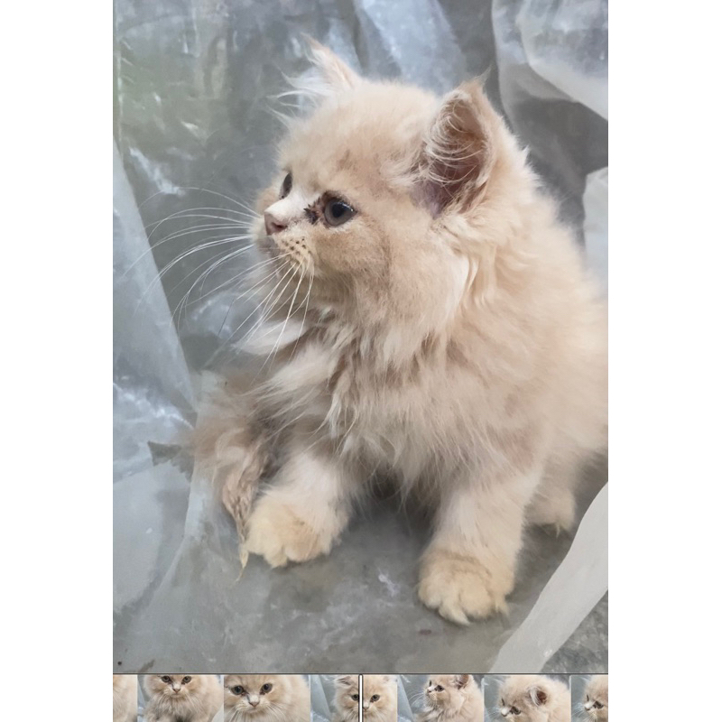 kucing persia flatnose