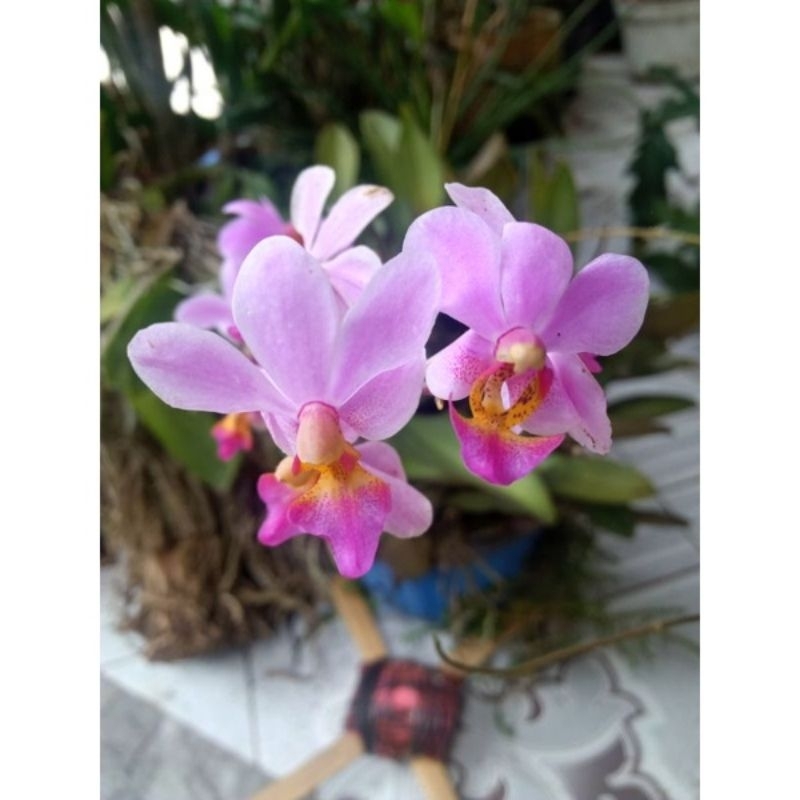 anggrek bulan mini (doritis ungu)