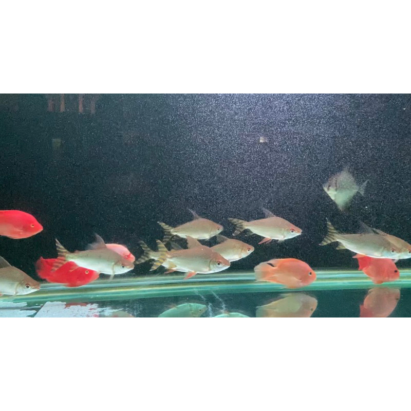 Ikan Yellow Feifeng YFF Tankmate Algaeater