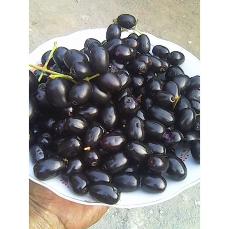 

Buah Jamblang/Juwet/Duwet Fresh 1Kg