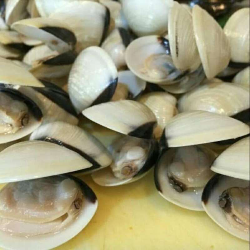 

Kerang Tahu Fresh 1KG