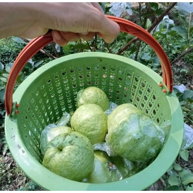 

jambu crystal mniezzz bijinya jarang enggak seribet makan jambu biji