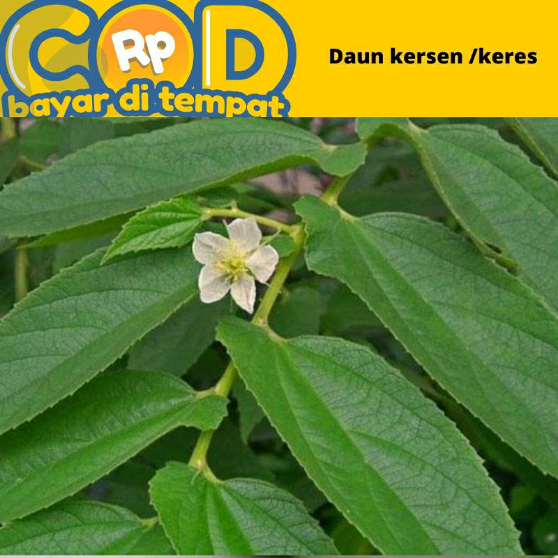 

daun kersen/ keres dipetik saat dipesan 1 kg