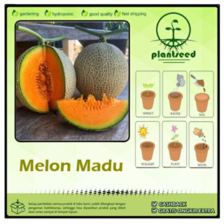 5 Benih Melon Madu Hibrida Bibit Tanaman Buah Segar #0