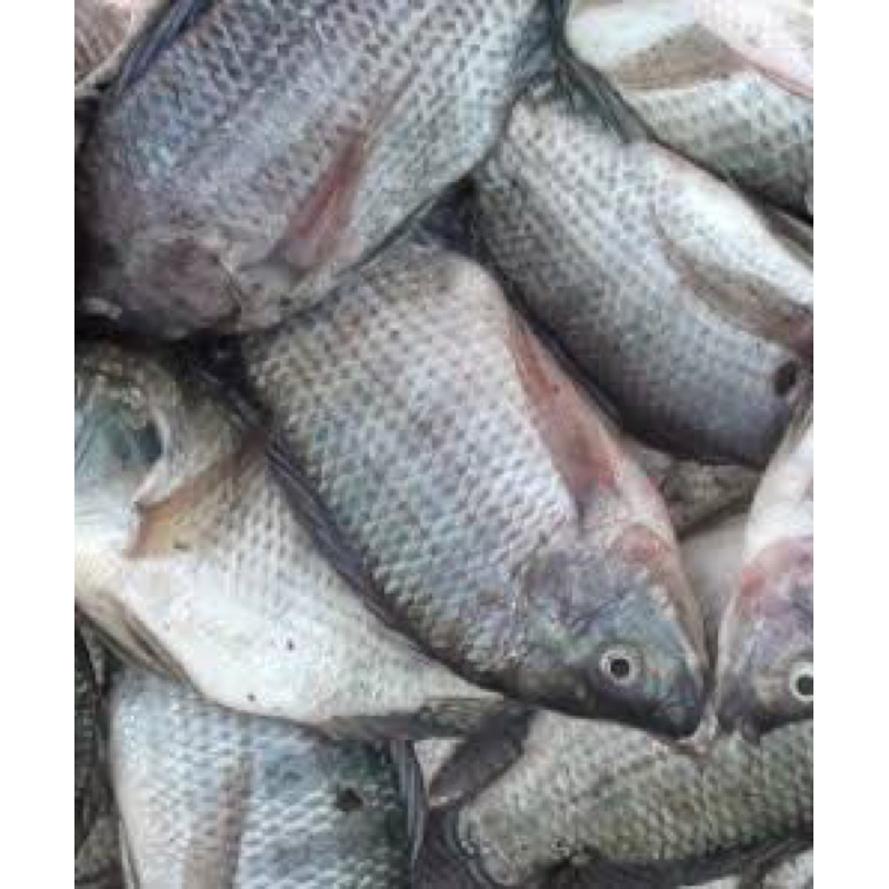 

Ikan Mujair Hidup Segar / Ikan Mujaer hitam segar 500gr