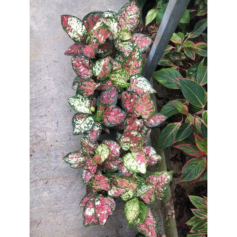 Aglaonema Tri colour