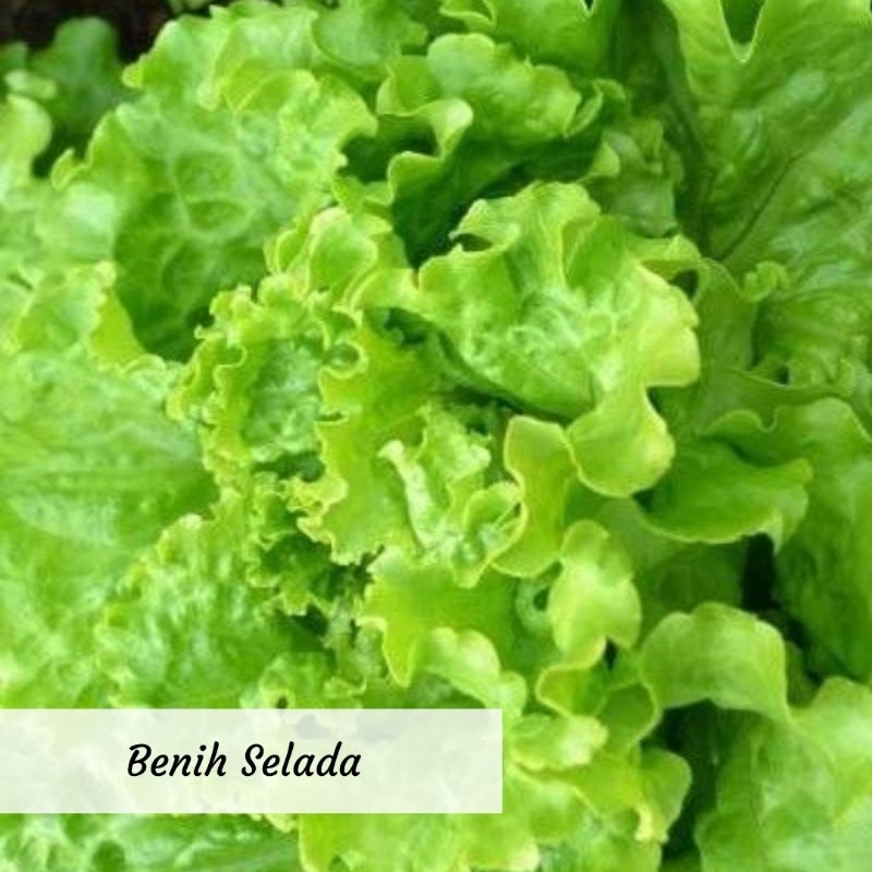 Benih Selada Hijau