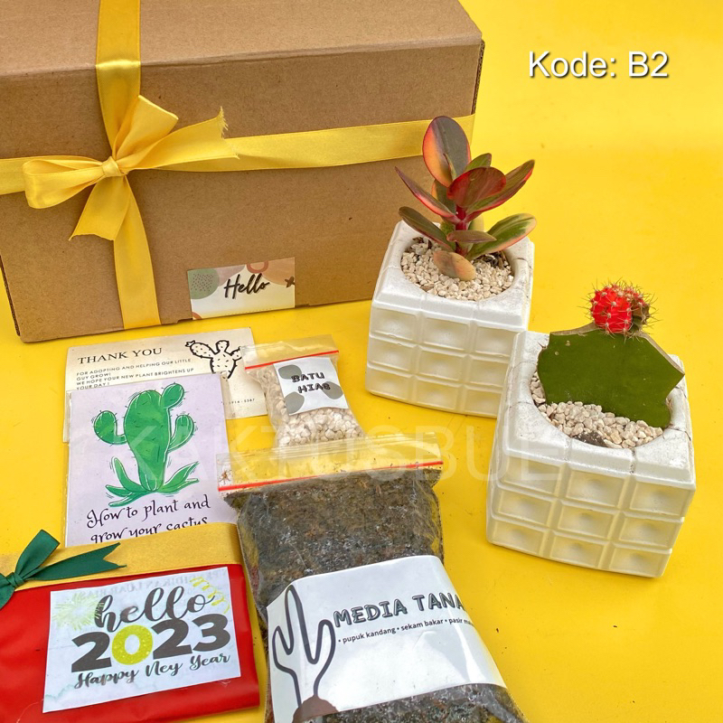 Hampers Sukulen Kaktus concrete 2pcs + Tatakan Pot (Kaktus & Sukulen Tanaman Hias Hidup) (Mini box h