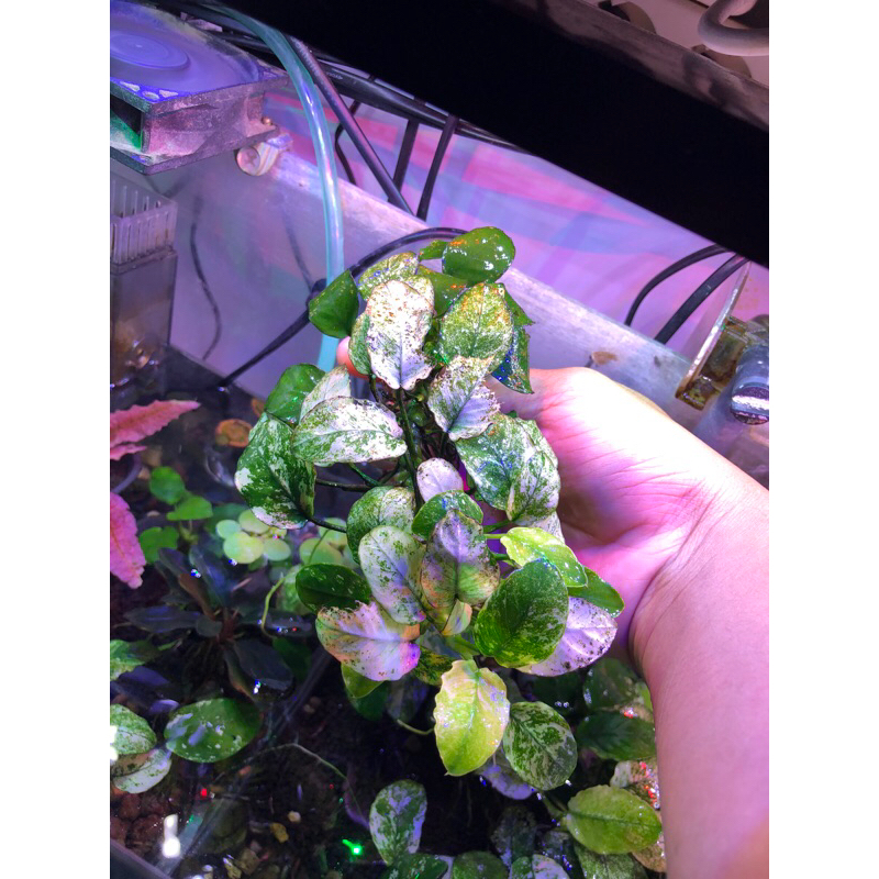 anubias pinto indukan warna bagus