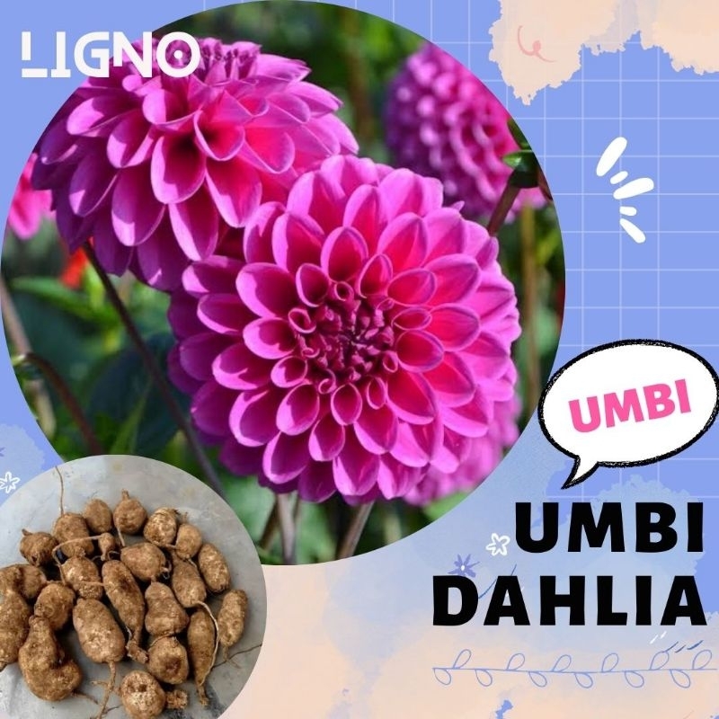 UMBI DAHLIA PURPLE - Bibit Bunga