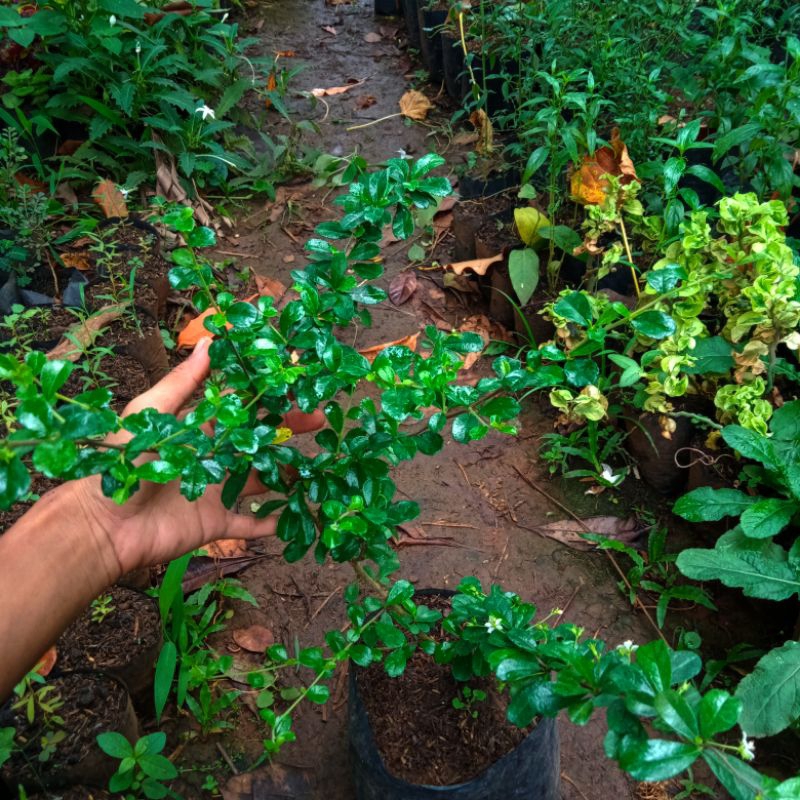 bibit tanaman hokianti  bahan bonsai hokianti