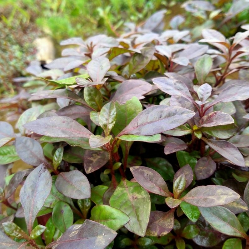 ludwigia red malang paket 25btg aquascape