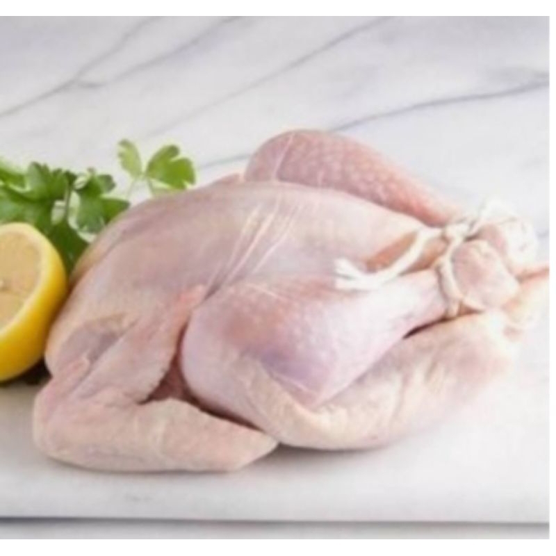 

ayam potong segar