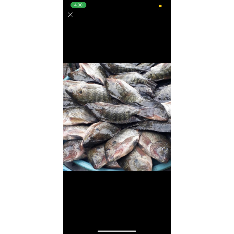 

ikan mujair per kg
