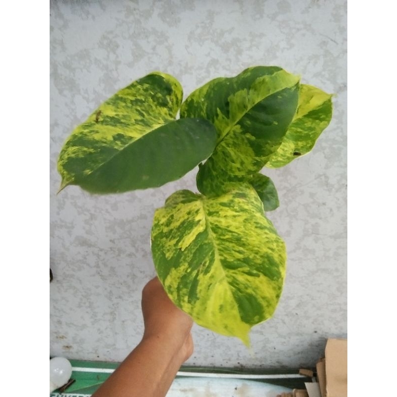 Tanaman hias homalomena varigata kuning/sp gunsal