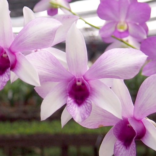 Dendrobium caesar jumbo - anggrek dendro